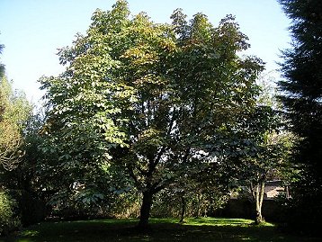 conker tree